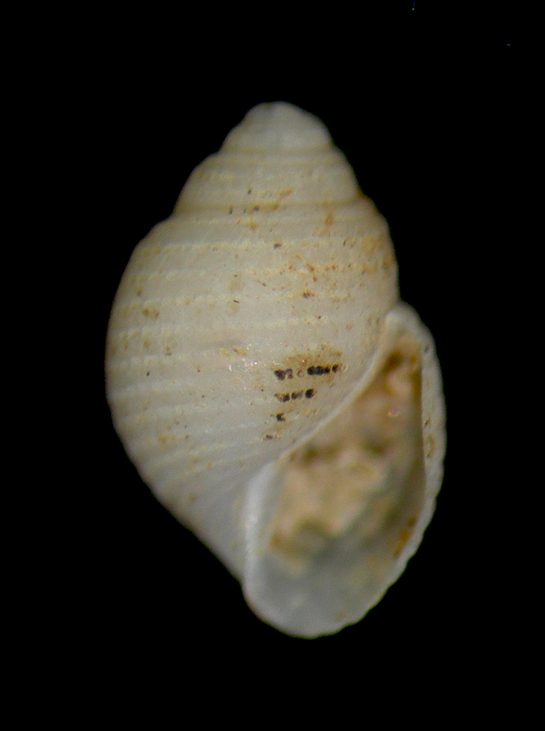 pusillus o monterosatoi